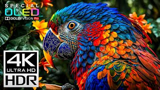 The Craziest Dolby Vision 4K Hdr 240Fps 4K8K Video Tv Test