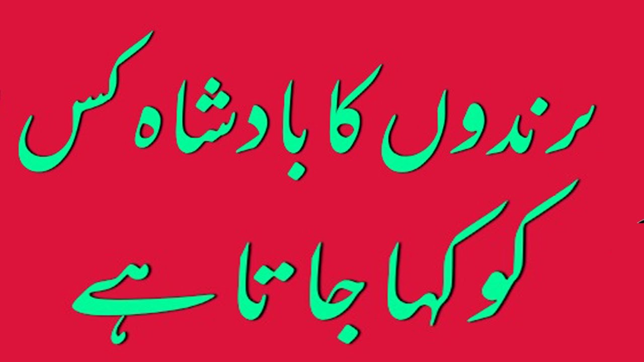 Parindon ka badshah kise kaha jata hai YouTube