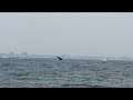 Humpback whale visits New Jersey June 2015