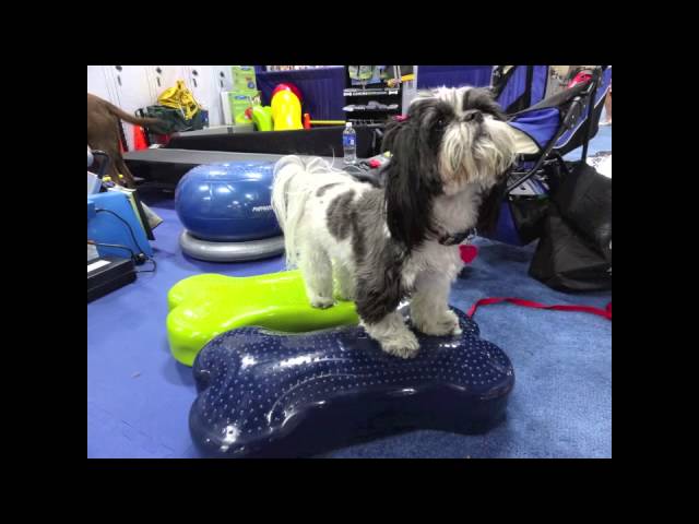 FitPAWS Balance Disc  Exercise Tool for Dogs - J&J Dog Supplies