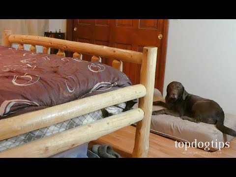 Video: How To Wean A Puppy Out Of Bed