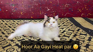 Hoor Aa Gayi Heat Par 😲| Oreo Ne Kar Diya Pareshan 😥| Wo Bhi 6 Month Age Me He 🥲| #cat #catlover by The Cat house  1,464 views 9 months ago 7 minutes, 14 seconds