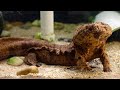 Salamander Survival and Biology