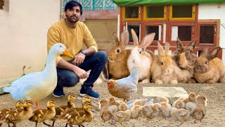 inzi or ibrahim , Farm ka Vizt, Rabbit, Duck, Chiken, Hen Hatching Eggs, Hsn Entertainment