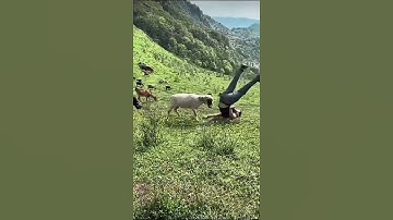 Sheep Headbutts Silly Farmer In Field