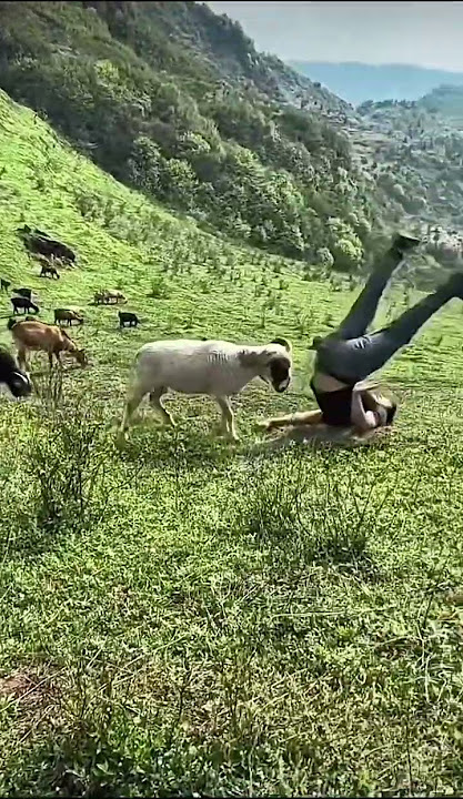 Domba Menanduk Kepala Petani Konyol di Ladang