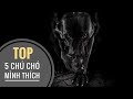 Top 5 ch ch  mnh thch nht   nhamtuattv  dog in vietnam