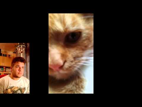 Videó: A Macska Vagy Te? Macskaallergiákkal Való Megbirkózás