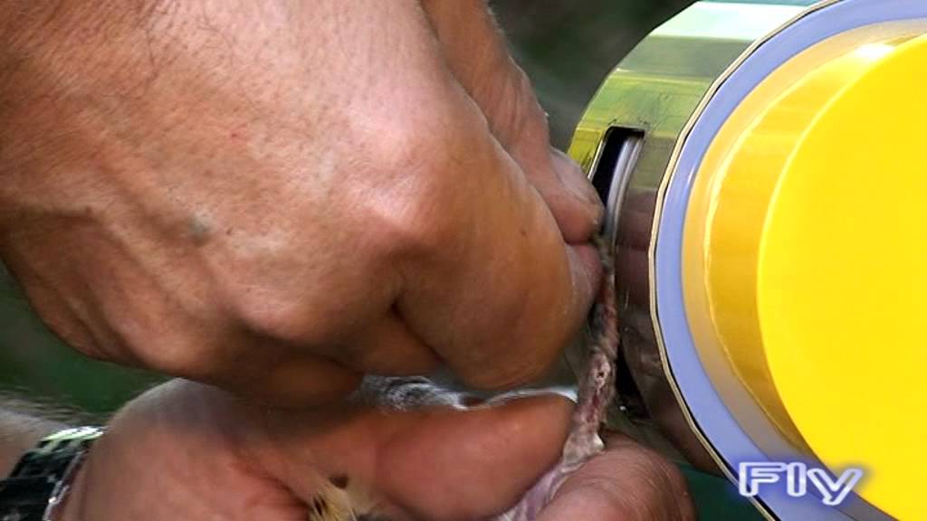 spiumatrice Senesi  Fly