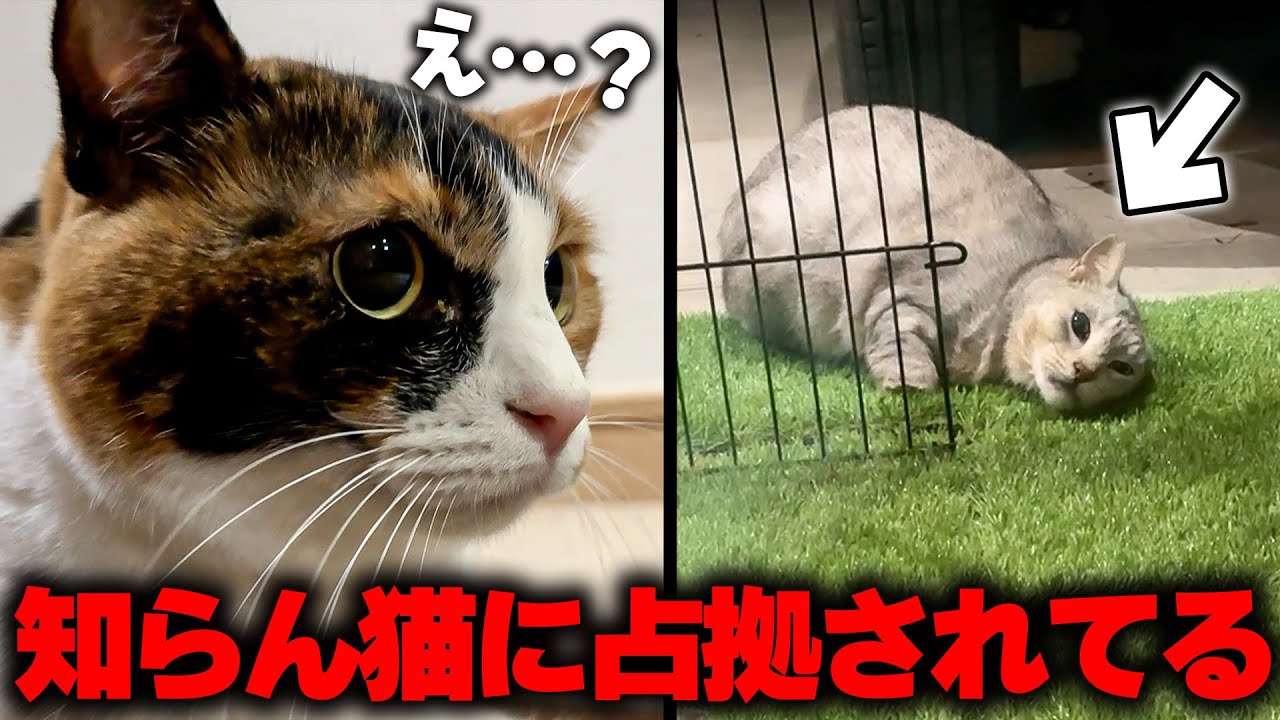CATV加入権を譲します。 CATV加入権の中古が安い！激安で譲ります・無料であげます｜ジモティー