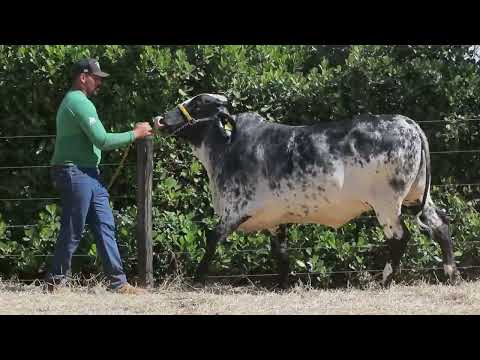 LOTE 12 POTIRA TEATRO FIV F CONGONHAS
