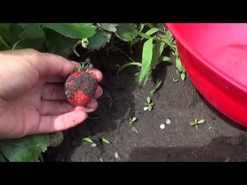 Video: Cum Să Prelungiți Sezonul Pentru Obținerea Căpșunilor în țară
