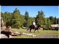 Cattle in the Sierra Documentary