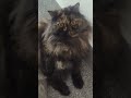 Why my cat became a statue today? 😹👇 #trending #tamilshorts #catlovers #catshorts #kitten #pets