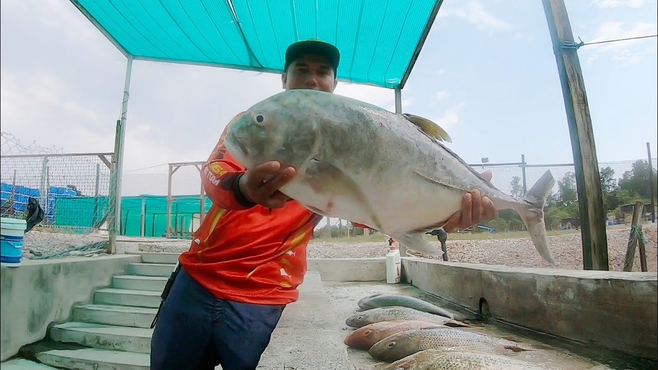 Pesta Pembukaan 200 ekor 🔥 Kolam Juru Sports Fishing Patut Dia Ajak Ada Maneh s301