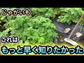 【この裏技は知らないと損】じゃがいもの試し掘りと収穫時期、長期保存、じゃがいも栽培、育て方のポイント