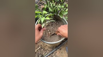 Dụng cụ làm vườn trồng cây nhỏ gọn