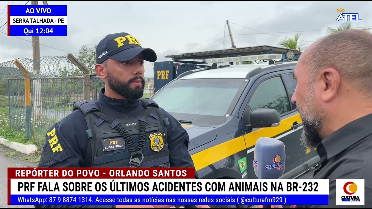 PRF fala sobre os últimos acidentes envolvendo animais soltos na BR-232