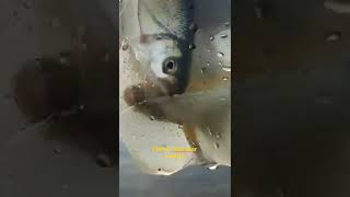 Fish In River Mitrovica Ibar