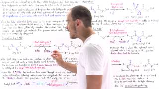 Oxidation of Fatty Acids