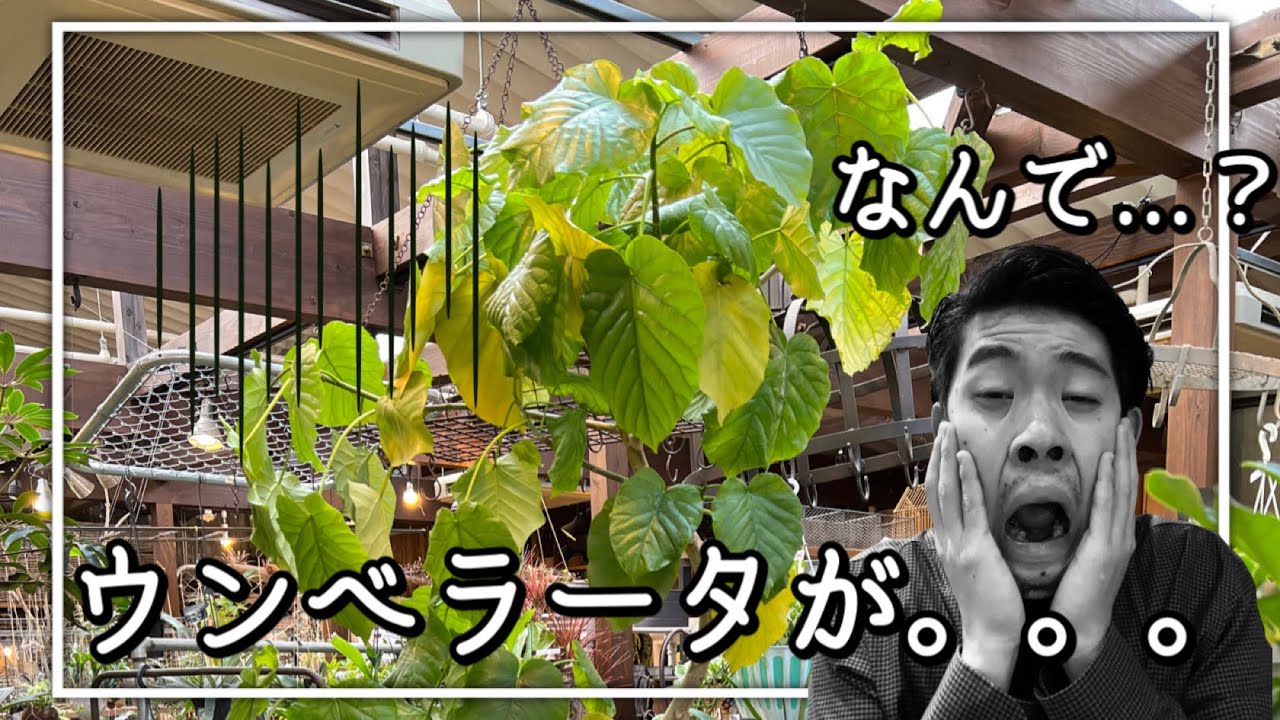 【観葉植物】植え替えた後、瀕死状態になったウンベラータをヒーローが救ってくれました！