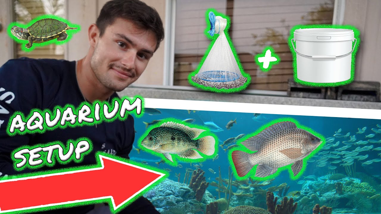 Catching Fish for AQUARIUM! YouTube