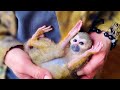 Ксюша делает массаж  БРОШЕННОЙ МАМОЙ маленькой обезьянке Эльфику!