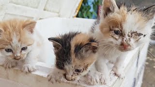 The Little Kitten Was Abandoned By Its Owner, Dirty And Hungry