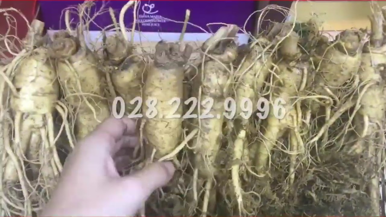 Sâm tươi Hàn Quốc tphcm
