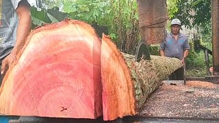 WUJUD KAYU MAHONI DI GERGAJI MESIN SERKEL RAKITAN