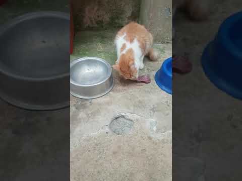 Vídeo: Um Gato Doméstico Pode Ser Alimentado Com Carne Crua?