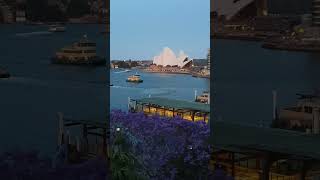 Jacarandas at Circular Quay, Sydney, Australia - November 2022