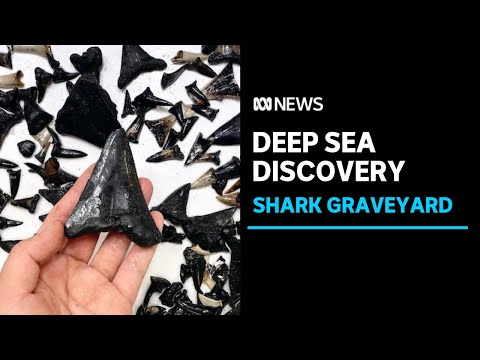 A 'shark graveyard' discovered in the deep sea sheds light on prehistoric predators | abc news