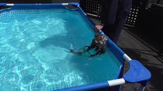 愛犬があら（チワワ）～First Time Swimming～