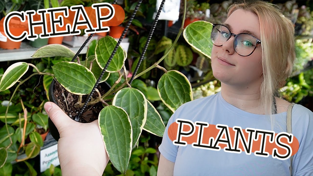 Big Box Store Plants that I Think are Worth Your Time & Money YouTube
