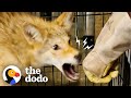 Injured Coyote Is So Sick He Can&#39;t Move... | The Dodo