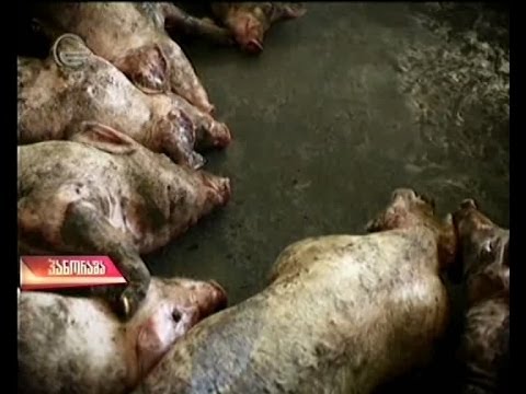 ჯილეხი, ბრუცელოზი, ცოფი, ლეიშმანიოზი -- საფრთხეები, სტატისტიკა და გამოსავალი (პანორამა)