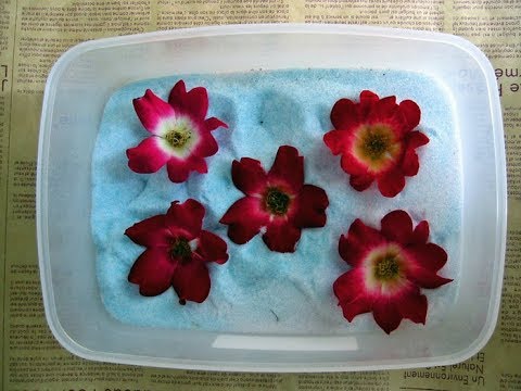 Diy シリカゲルを活用した ドライフラワー の簡単な作り方 How To Make Dry Flower Easy Using Silica Gel Youtube
