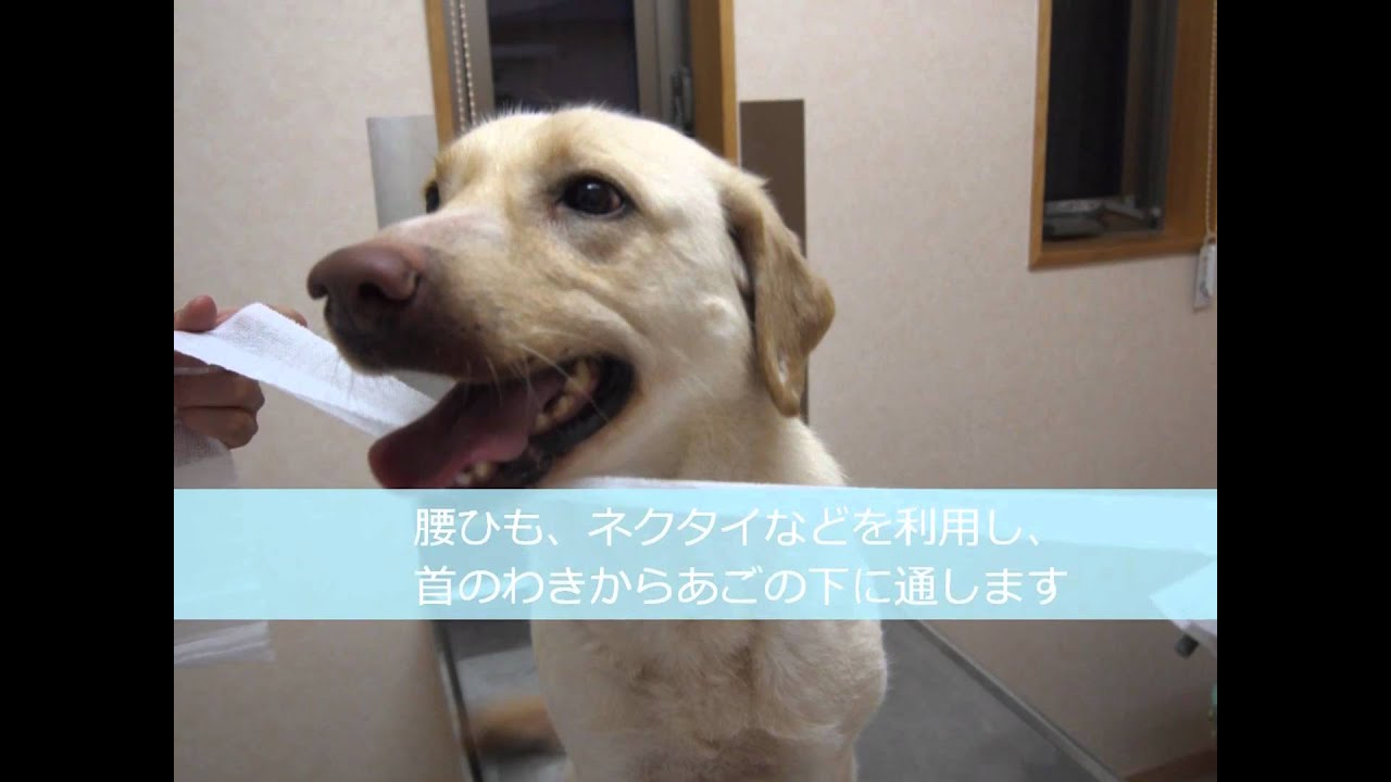 保定の仕方 松山ほうじょう動物クリニック Youtube