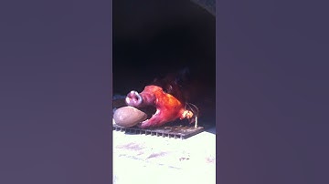 Roasting a Whole Hog in a Stone Age Amerigo™ Oven.