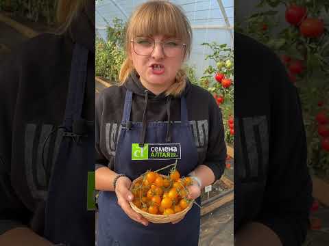 Сорт Монеточка #семена #сад #огород #дача #семенаалтая