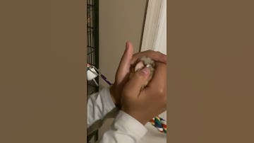 Conure plays game of hide-and-seek! 🤎☺️ #coconuttheconure #conureparrot #cutebirds