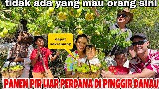 PANEN PIR LIAR DI PINGGIR DANAU DAPAT SEKERANJANG ,ORANG SINI NGAK ADA  YG MAU