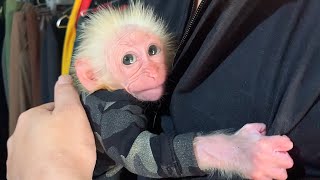 Dad gave new clothes to Princess Rosi - MONKEY ROSI