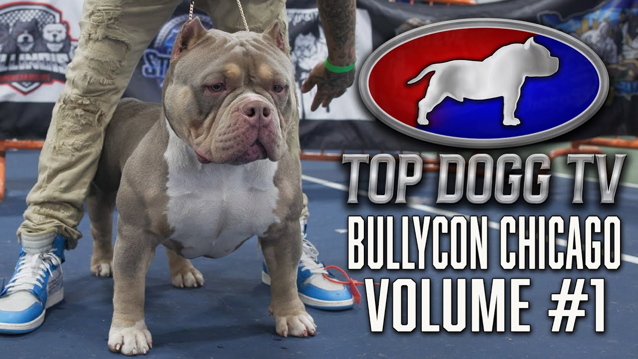 Американский булли против экзотического булли против французского бульдога на выставке собак!!!!!...