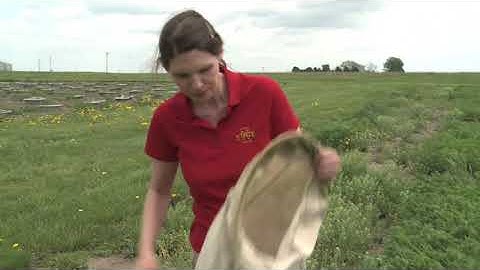 How to use a sweep net