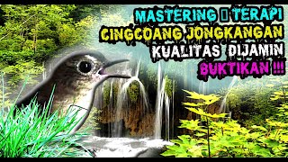 MASTERAN CINGCOANG COKLAT GACOR - JONGKANGAN GACOR GEMERICIK AIR