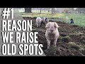 # 1 REASON WE RAISE GLOUCESTER OLD SPOT PIGS