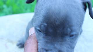 Blue Pitbull Puppies For Sale Ragnar And Bella Male 6