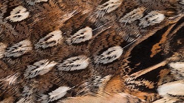 Soft Hackle Feather Selection